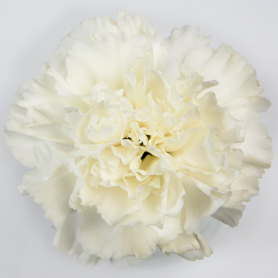 DIY White Carnations - Bulk