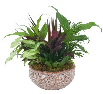 Large ceramic dish garden