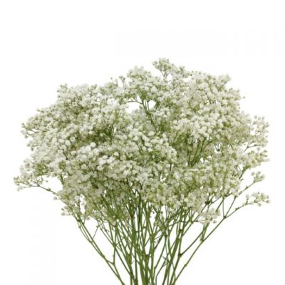 Call For Availability - Baby's breath
