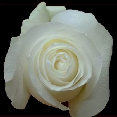 Close-up of a white rose, available for bulk buying at scent & violet in houston, tx