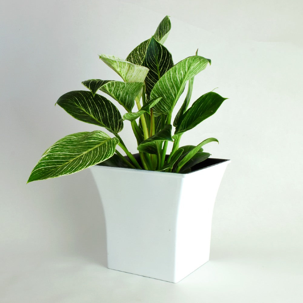 Birkin Philodendron