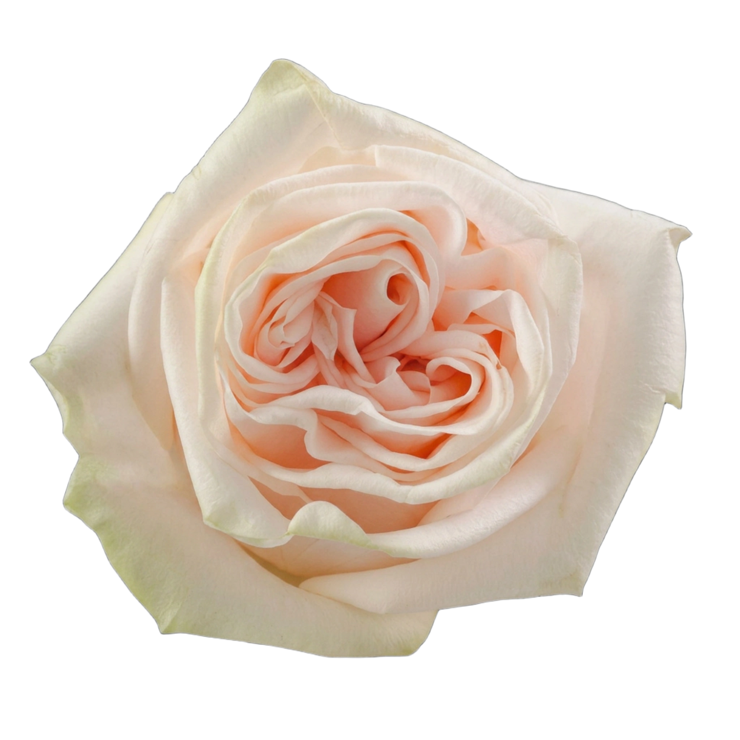 DIY Wedding Spirit Roses - Bulk