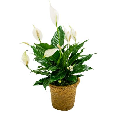 Small Peace Lily Plant