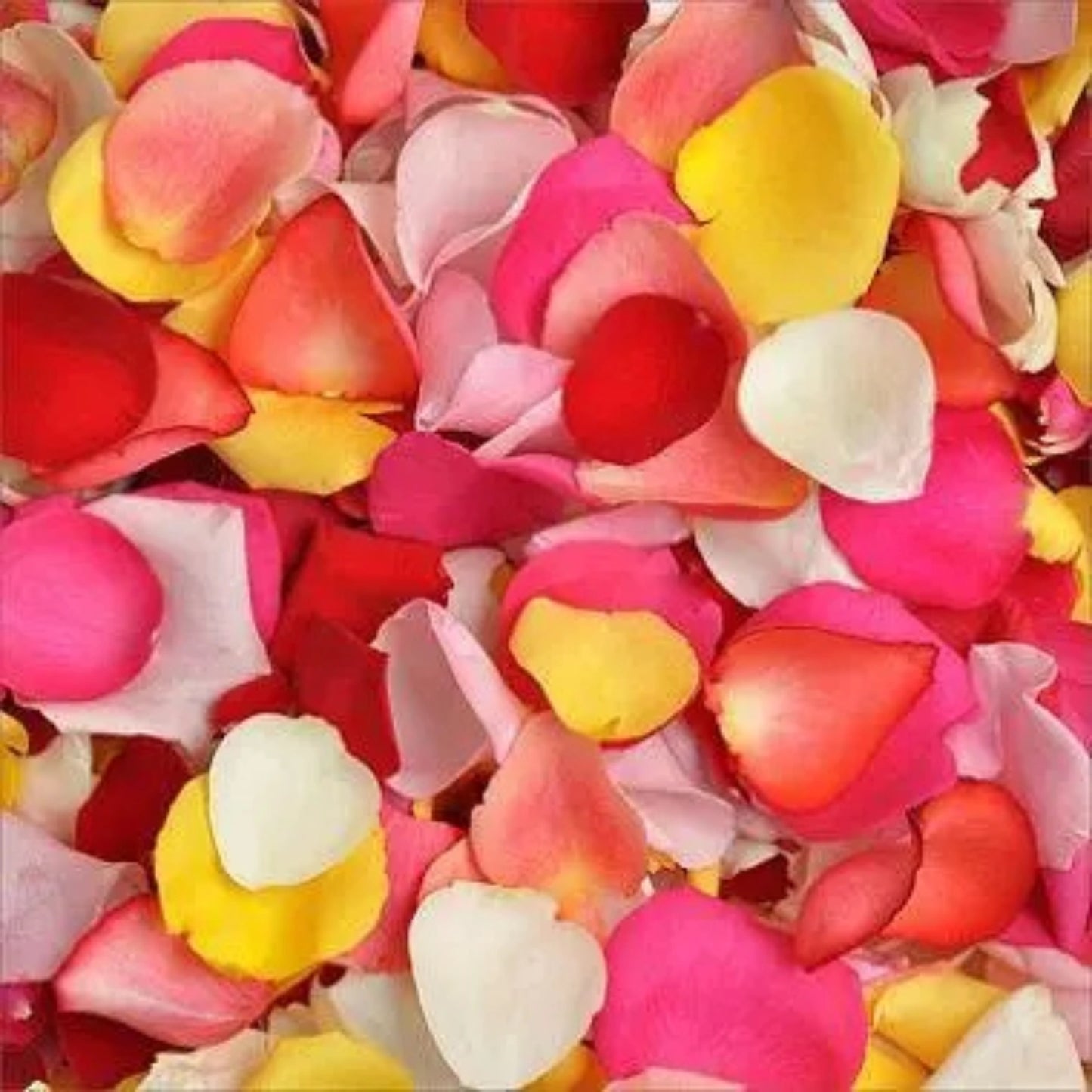 Bag of Petals - Assorted Colors