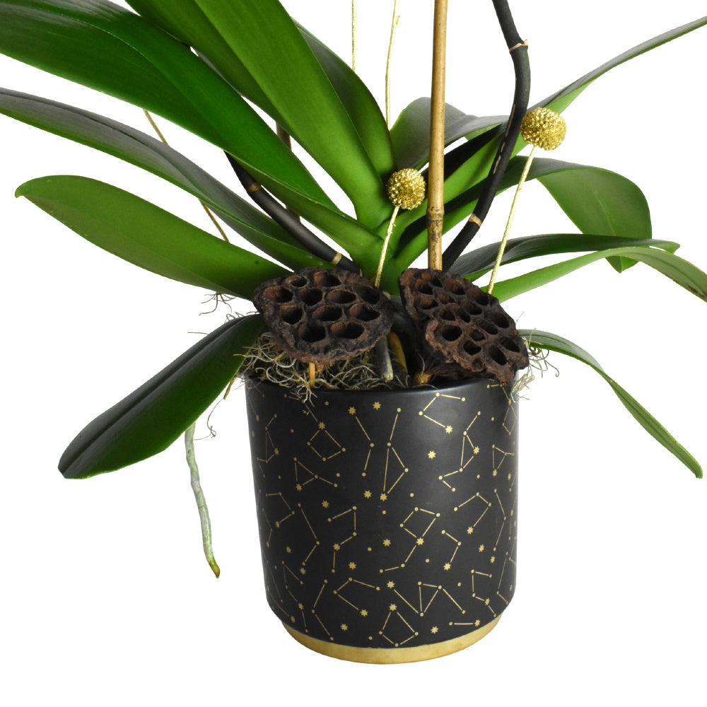 Cascading White Orchid Plant