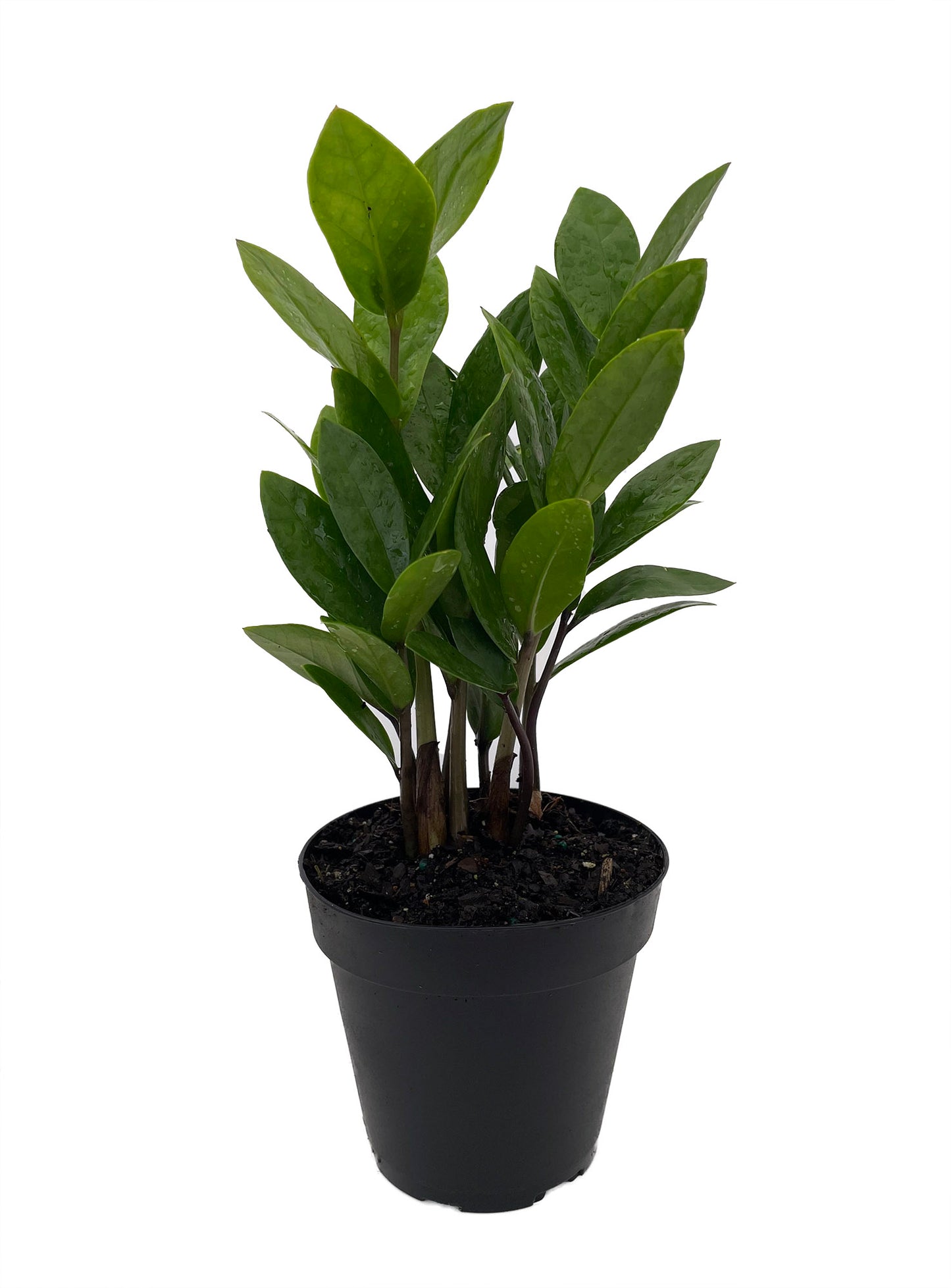 SUBSCRIPTION - Medium House Plant