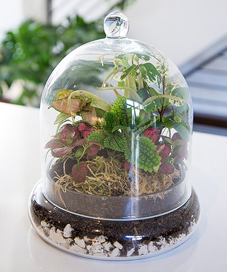 cloche-terrarium-syndicate-scentandviolet-flowers-gifts-plants-houston-tx-florist.jpg