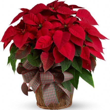 Poinsettia_in_a_brown_basket_at_Scent_and_Violet_florist_in_Houston.jpg