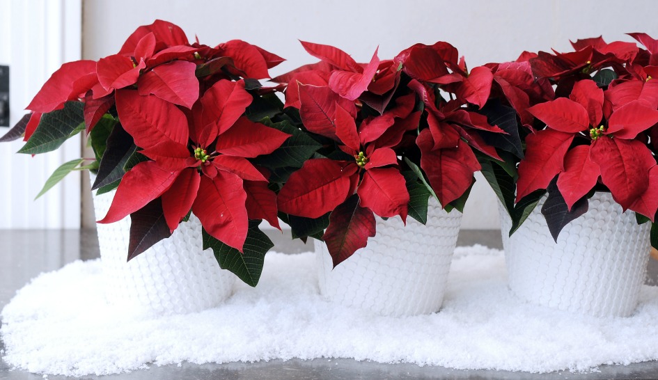 Poinsettias_at_Scent_and_Violet_florist_in_Houston.jpg