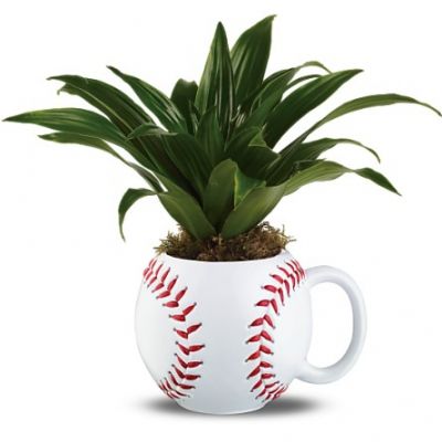 IN STORE PICK-UP ONLY: Play Ball Mug and Plant in Houston, TX