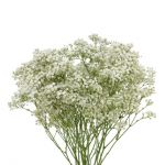 Call For Availability - Baby's breath  in Houston, TX
