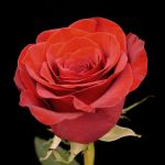 Call For Availability - DIY Bulk Red Roses in Houston, TX