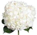 Call For Availability - DIY White Hydrangeas Box of 30  in Houston, TX
