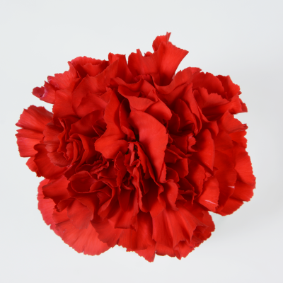 Call For Availability - DIY Red Carnations Box of 200