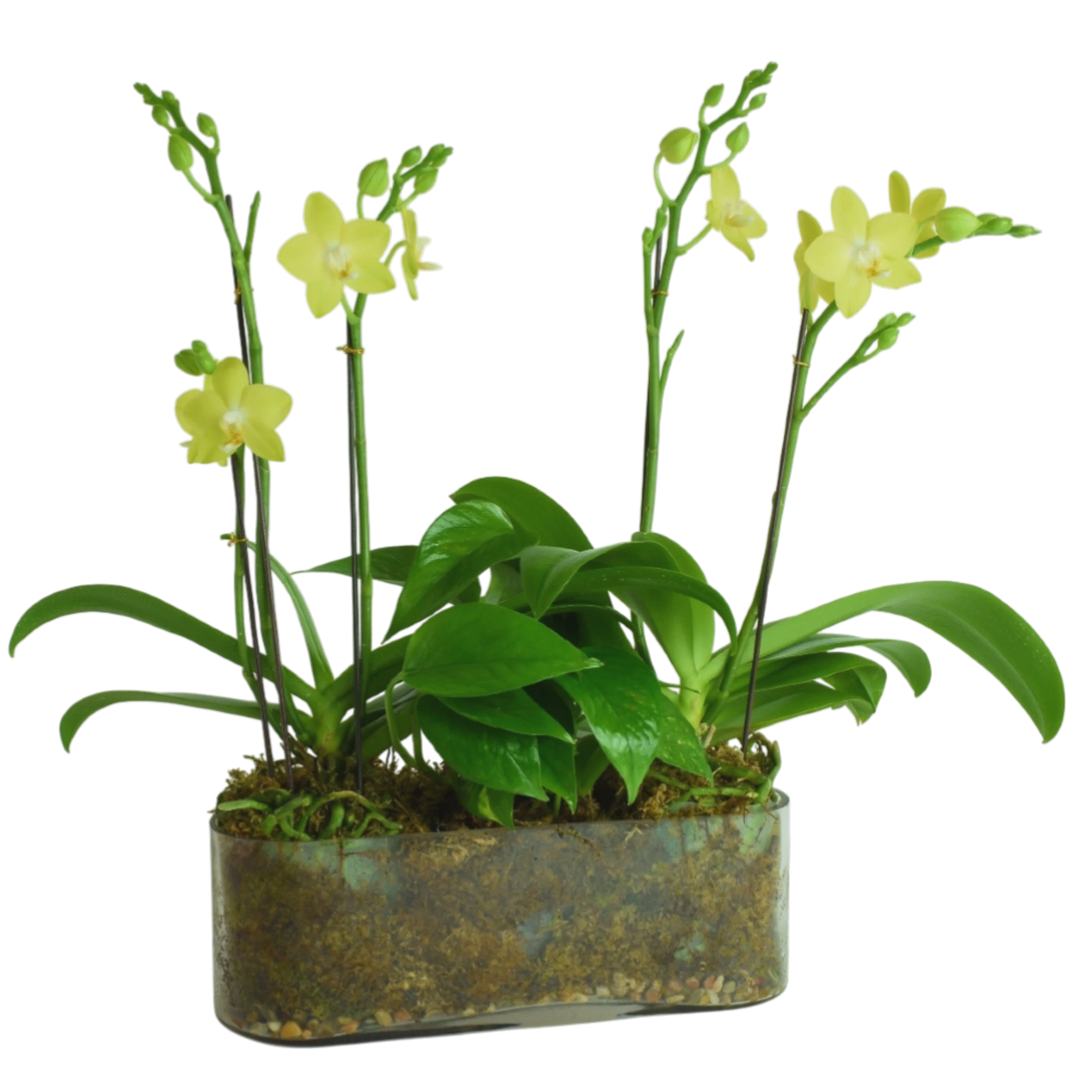 Table top arrangement of two yellow green mini orchid plants and green plant in between in an rectangular glass vase decorated with moss. Plant arrangement was designed by Scent & Violet team in Houston, TX and it is available for local Houston area delivery 