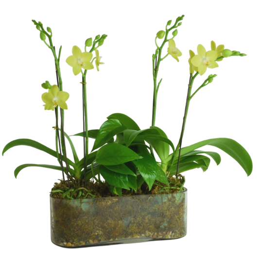 Table top arrangement of two yellow green mini orchid plants and green plant in between in an rectangular glass vase decorated with moss. Plant arrangement was designed by Scent & Violet team in Houston, TX and it is available for local Houston area delivery 