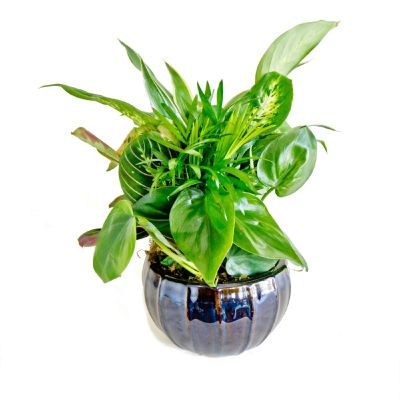 Mini Ceramic Dish Garden