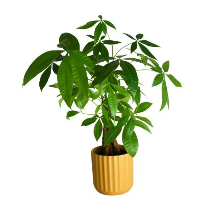 SUBSCRIPTION - Small House Plant
