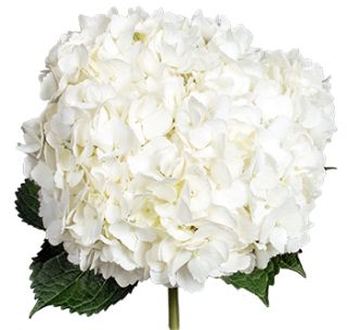 Call For Availability - DIY White Hydrangeas Box of 30