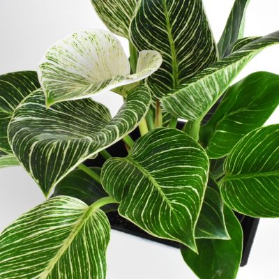 SUBSCRIPTION- Monthly House Plant