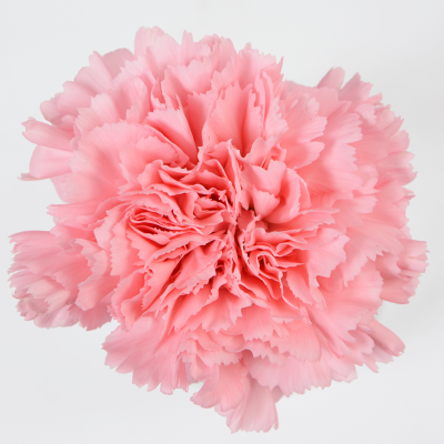 Call For Availability - DIY Pink Carnations Box of 200