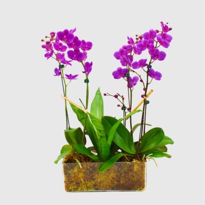 Purple Orchid Plant Garden - Glass
