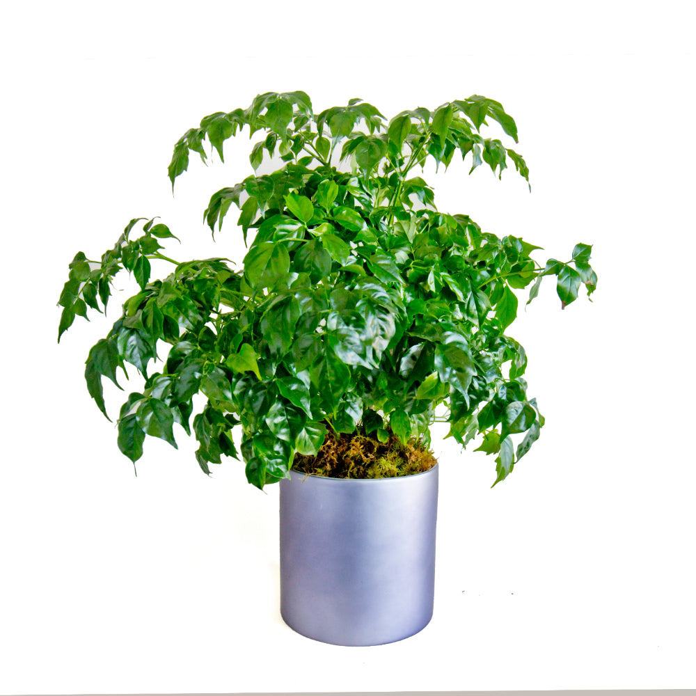 SUBSCRIPTION - Medium House Plant