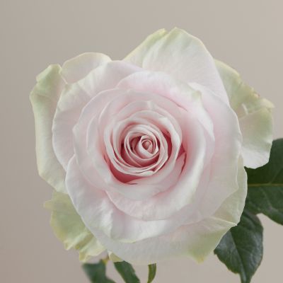 Close-up of a Blush Pink Rose - available for DIY nd Bulk buying at Scent & Violet in Houston, TX 