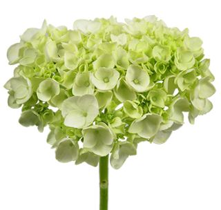 close-up of light green mini hydrangea available for bulk and diy sale