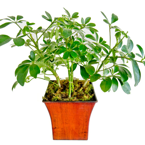 SUBSCRIPTION - Medium House Plant