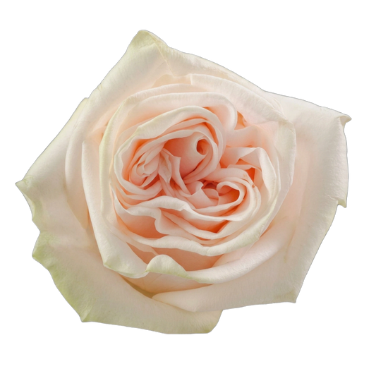DIY Wedding Spirit Roses - Bulk