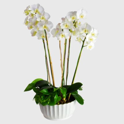 Orchid Plant Garden - White