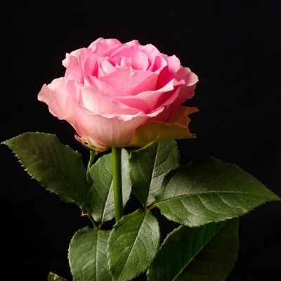 Call For Availability - DIY Bulk Pink Rose