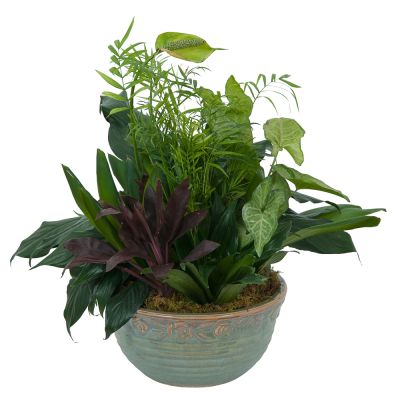 Assorted green plants in a decorative ceramic pot at Scent & Violet florist in Houston, TX 