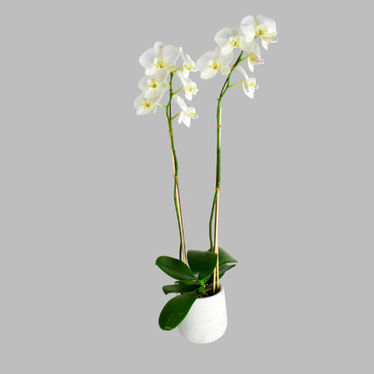 White Orchid Plant