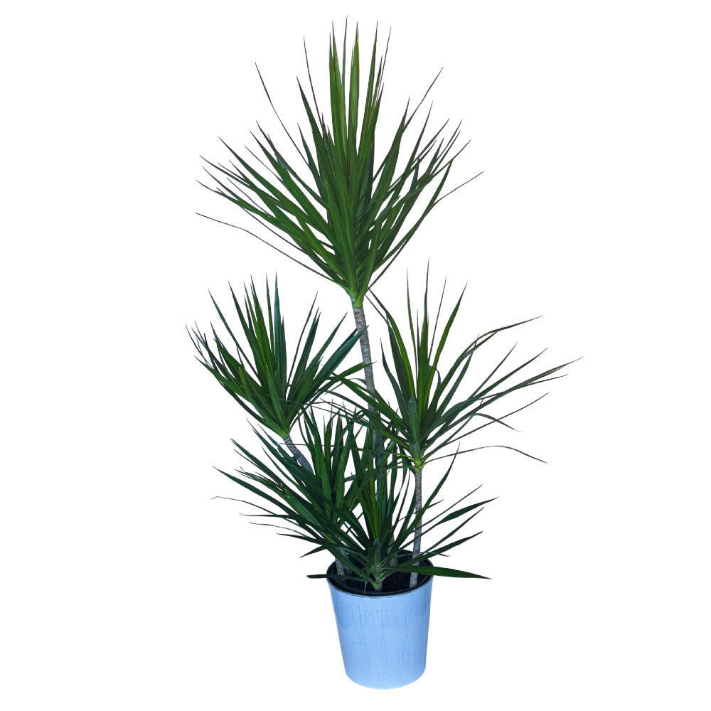 Dracaena Marginata