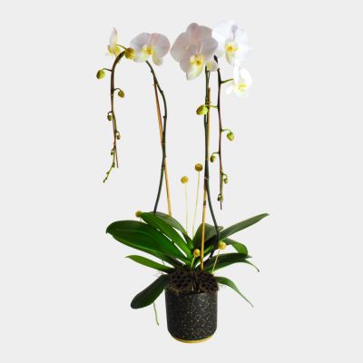 Cascading White Orchid Plant