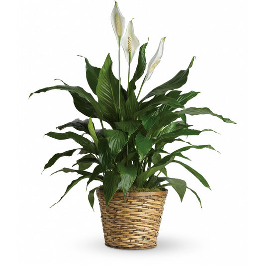 Large Peace Lily Plant