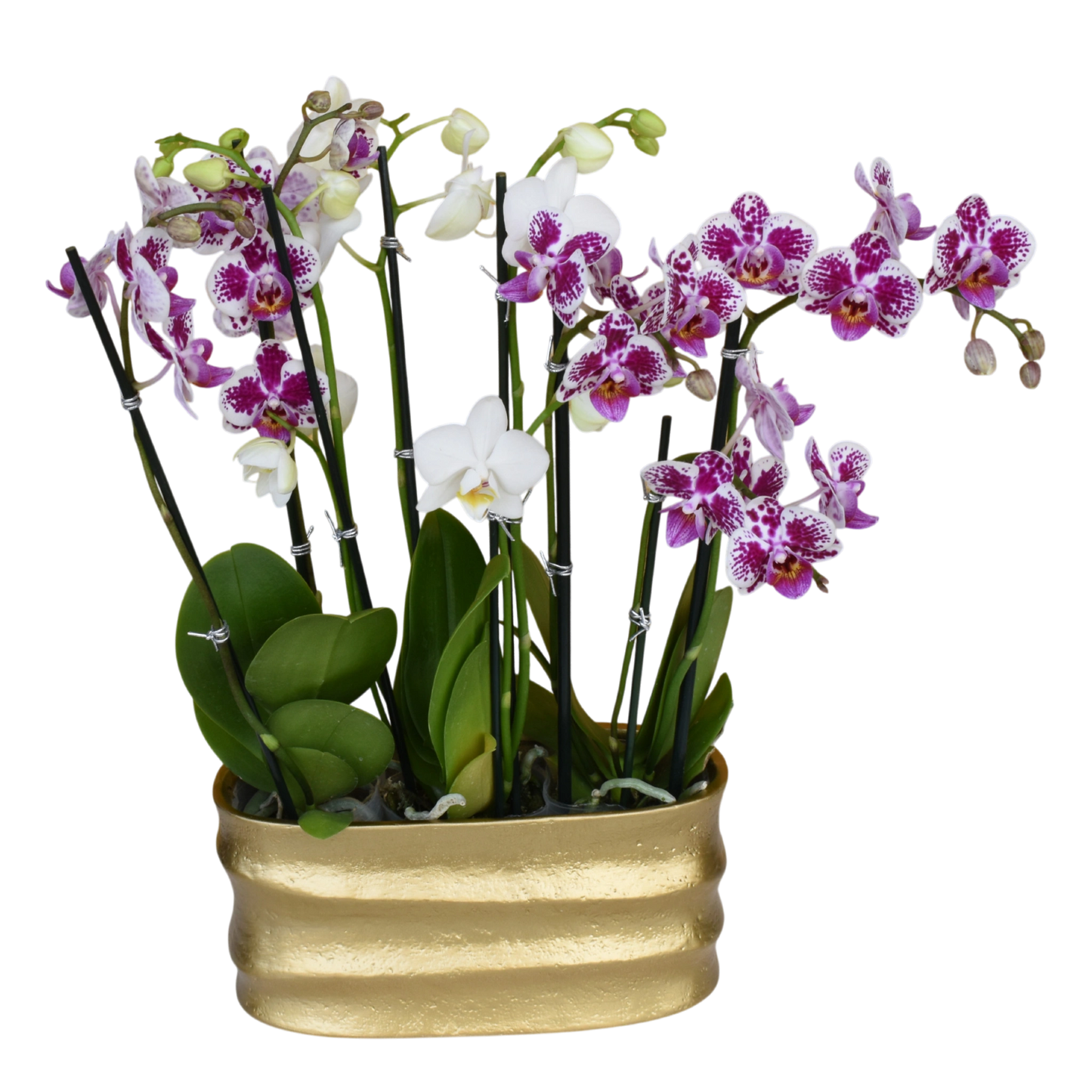 Mini Orchid Trio