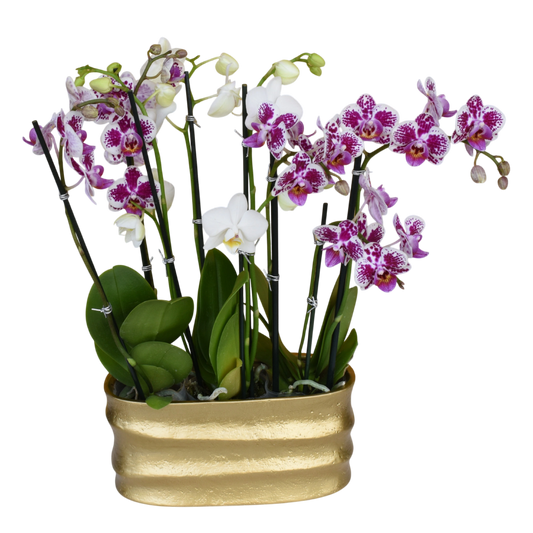 Mini Orchid Trio