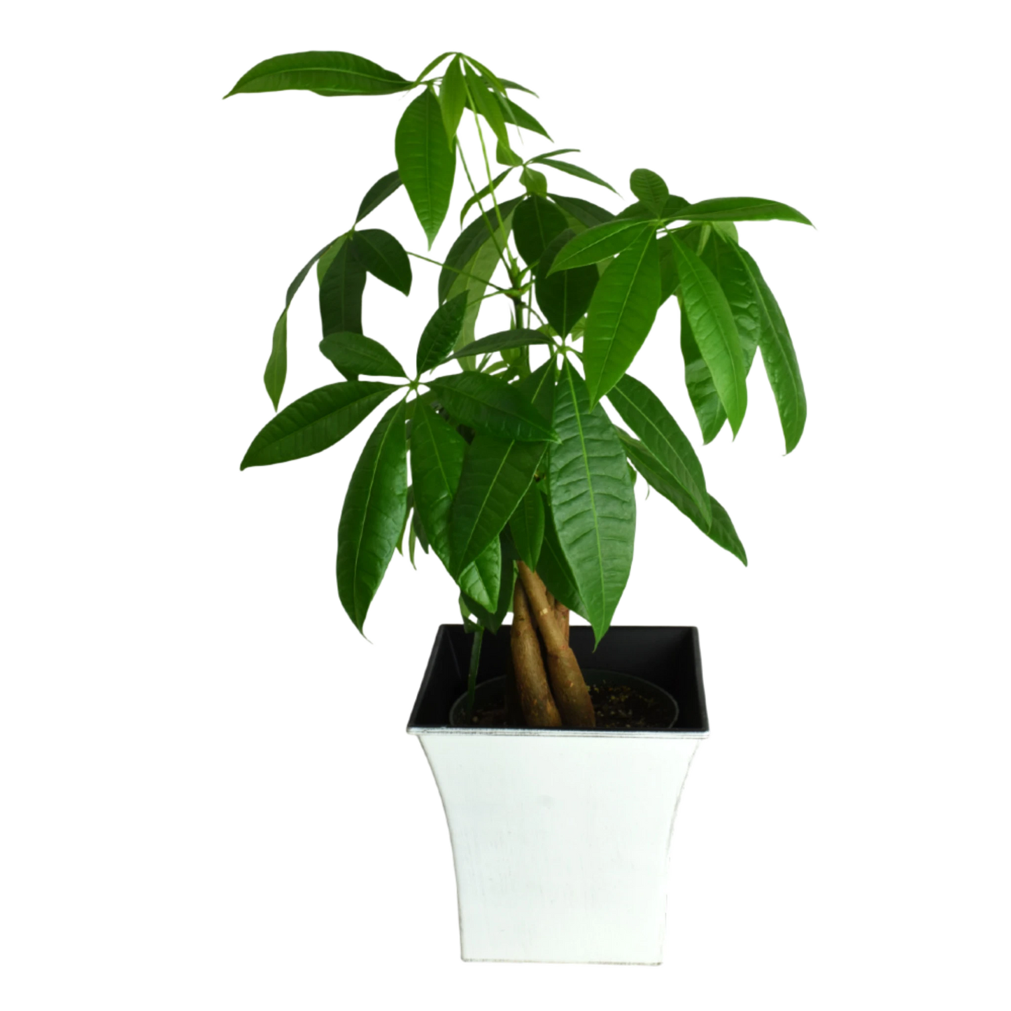 Money Tree