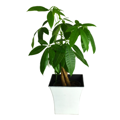 SUBSCRIPTION - Medium House Plant