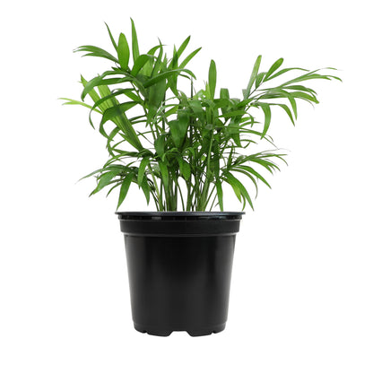 SUBSCRIPTION - Medium House Plant