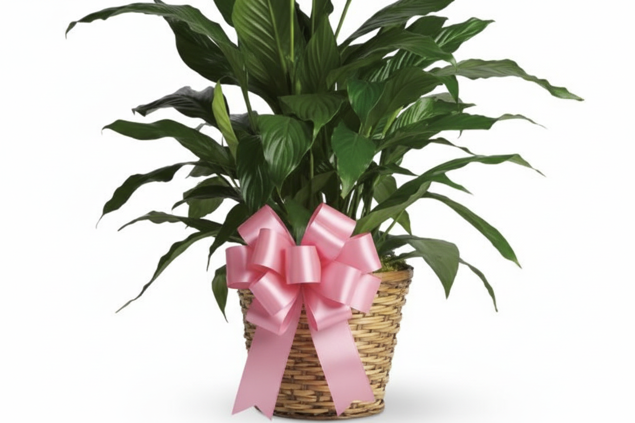 peace lily plant in a basket with florist type bow