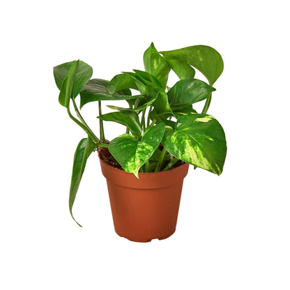 SUBSCRIPTION - Small House Plant