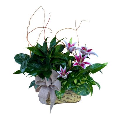 Plant basket with pink lilies