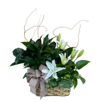 peanut basket with 2 green plants, bow, and fresh cut white lilies 