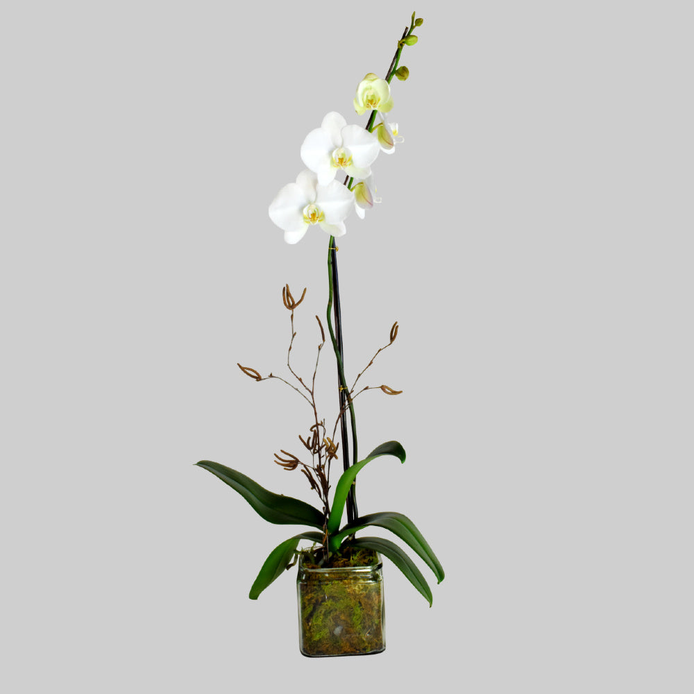 White Orchid Plant