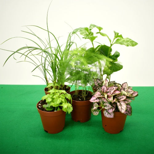 Collection of potted plants on a green surface with a white background