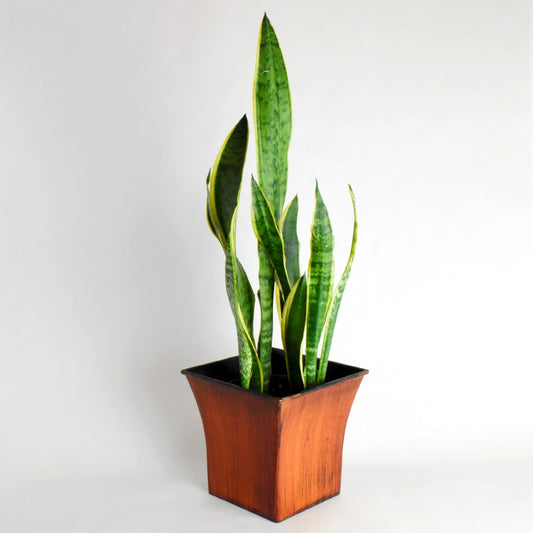 Snake Plant